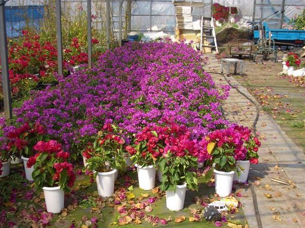 ブーゲンビリア | みずほ造園-公式サイト-OFFICIAL – ヤシ類・南陽植物