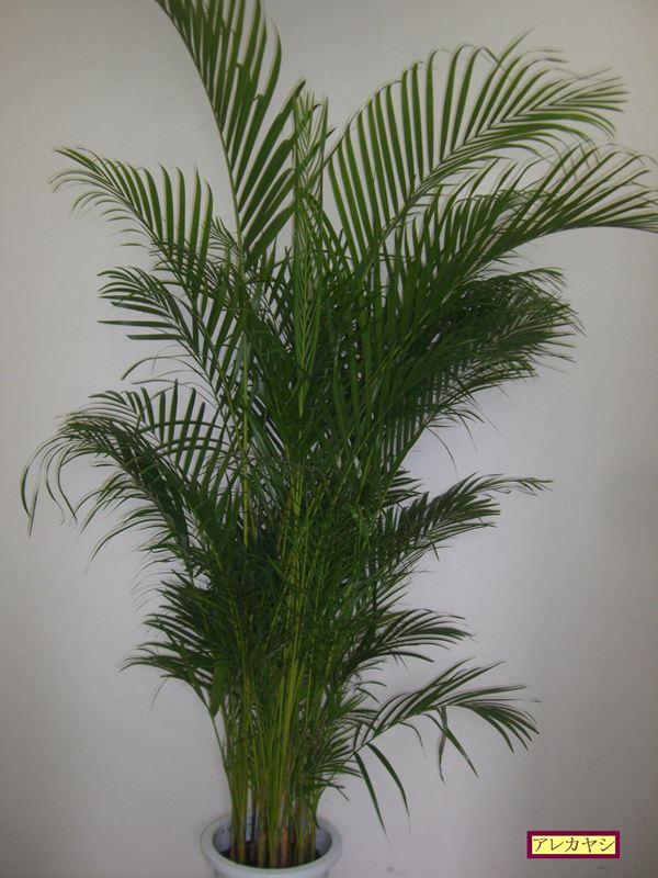 アレカヤシ | みずほ造園-公式サイト-OFFICIAL – ヤシ類・南陽植物