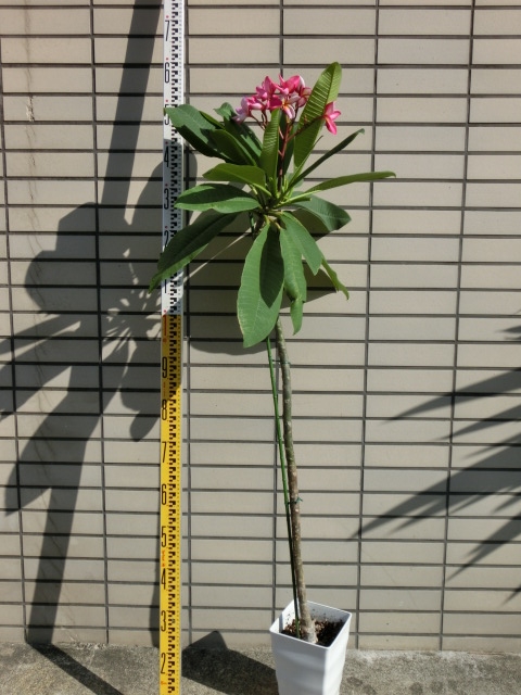 プルメリア（薄ピンクに赤）など | みずほ造園-公式サイト-OFFICIAL