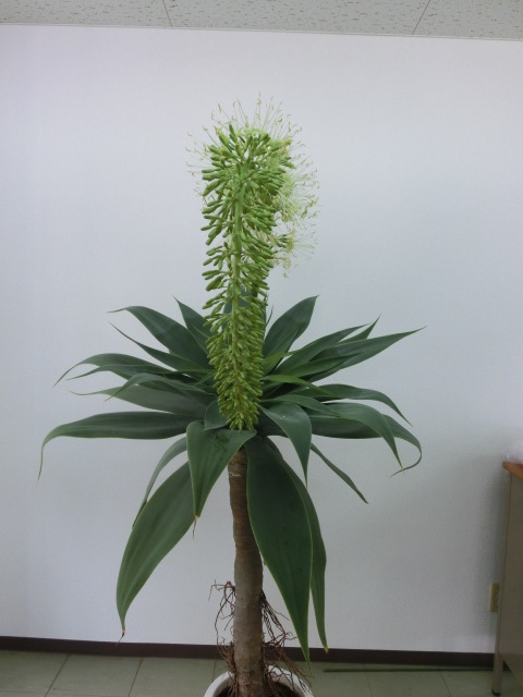 人工観葉植物 アガベ・アメイカーナ 80 ポット付き 高さ80cm （P65