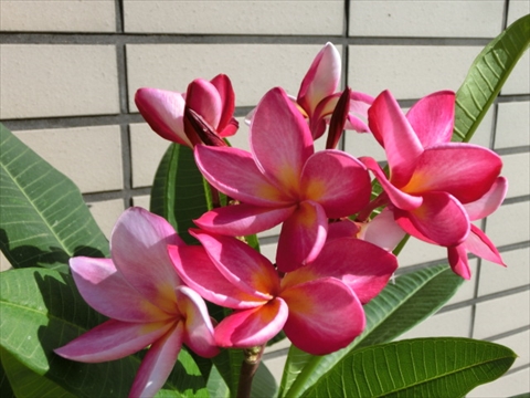 プルメリア プルメリア（薄ピンクに赤）など | みずほ造園-公式サイト-OFFICIAL