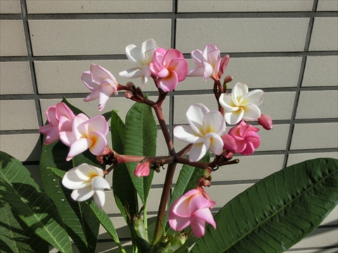 プルメリア（薄ピンクに赤）など | みずほ造園-公式サイト-OFFICIAL