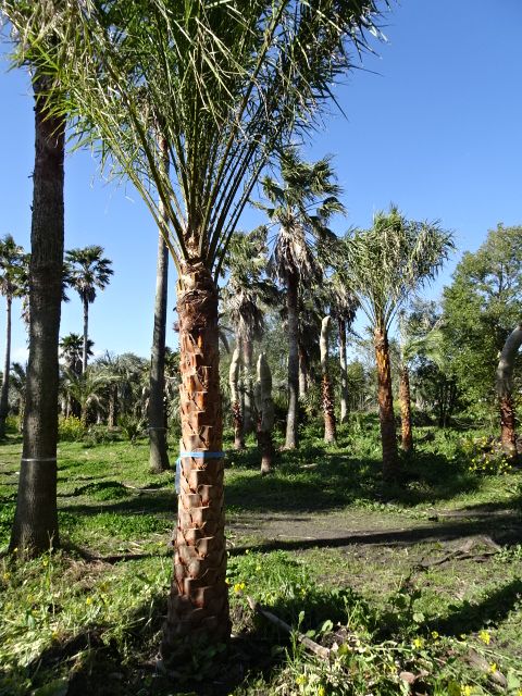 ナツメヤシ | みずほ造園-公式サイト-OFFICIAL – ヤシ類・南陽植物