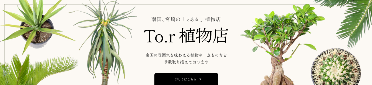 To.r植物店