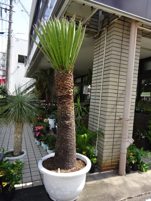 ユッカ カルネロサーナ - みずほ造園-公式サイト