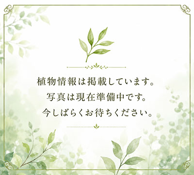 みずほ造園